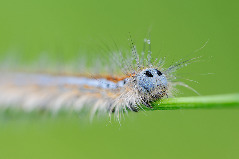 Identificazione bruco